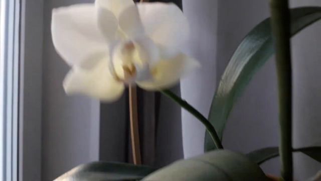 Красавица Орхидея расцвела смотреть онлайн