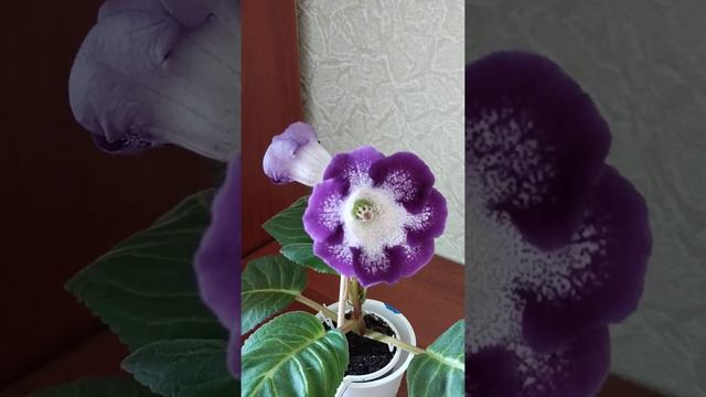 🌺Глоксиния🌺 #глоксиния #глоксинии #цветок #цветы #лангепас #югра #хмао смотреть онлайн