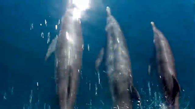 Cancion a Los Delfines (Uagi Bibiye) - Gunayala смотреть онлайн