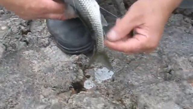 fish смотреть онлайн