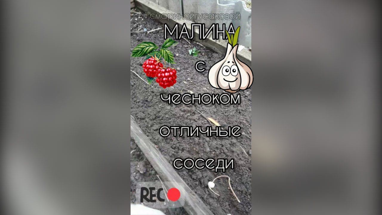 МАЛИНА с чесноком очень дружит. Посейте семена чеснока в малиннике. И чем подкормить малину осенью. смотреть онлайн