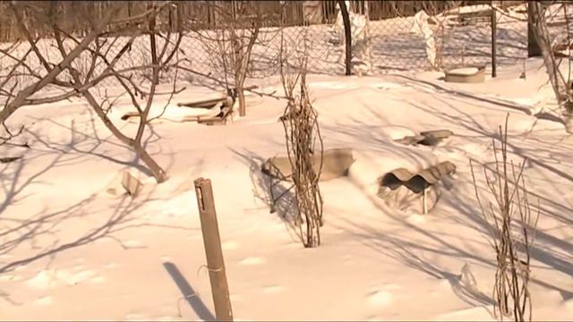 наконец то весна и цветёт гибискус красота! смотреть онлайн