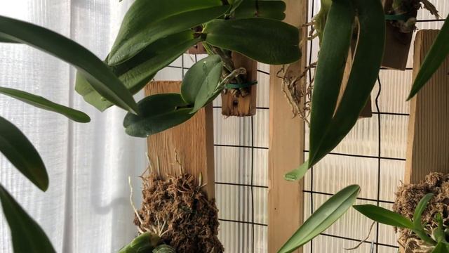 Orchid chat about nutrients and crown rot смотреть онлайн