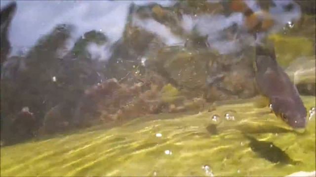 fry goldfish 4 смотреть онлайн