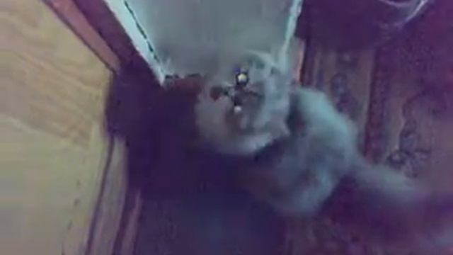 Персидская кошка смотреть онлайн