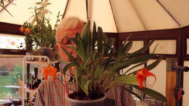 Development Orchids Part 3 смотреть онлайн