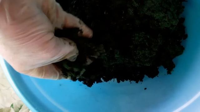 Как приготовить сок чистотела. смотреть онлайн