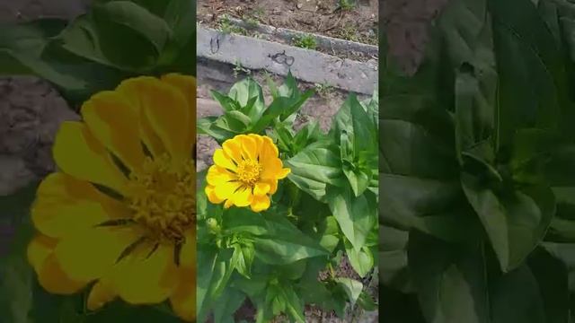 Роза Ностальжи! смотреть онлайн