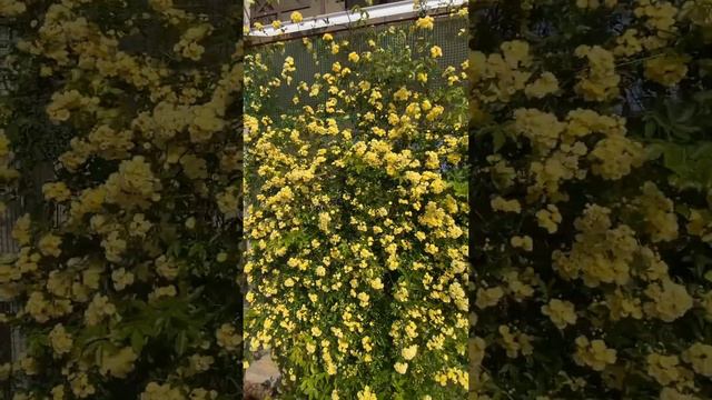 Первое цветение розы Леди Бэнкс Еллоу (Lady Banks Yellow) в нашем саду. Крым. Витино. смотреть онлайн