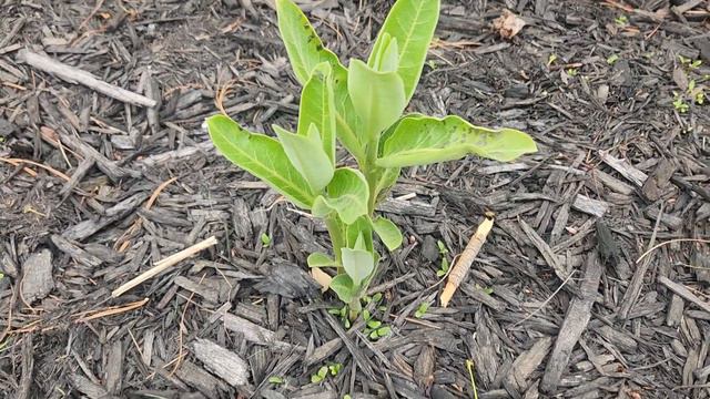 Easy Monarch Butterfly Milkweed Pruning Guide смотреть онлайн