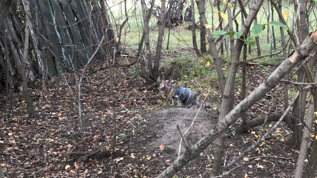 Кошка байкер. Посадили кошку на мотоцикл смотреть онлайн