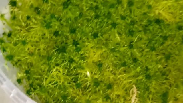 Застрявший цветонос нашел  выход ! Живой мох сфагнум выращиваем в домашних условиях!