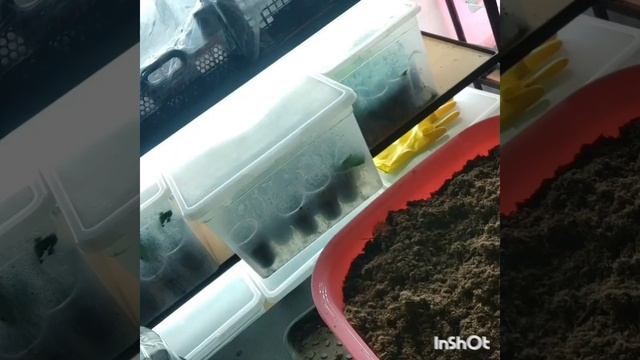 ГОРТЕНЗИИ мой опыт выращивания в домашних условиях смотреть онлайн