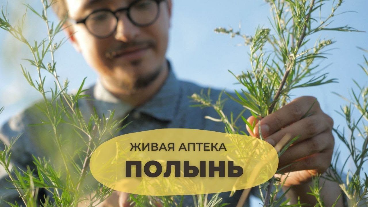 Полынь // Живая аптека // смотреть онлайн