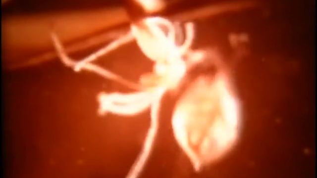 Гидра пресноводная смотреть онлайн