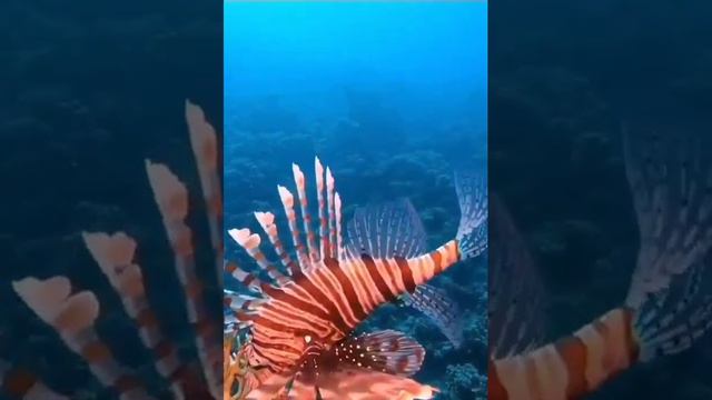 Крылатая рыба лев смотреть онлайн