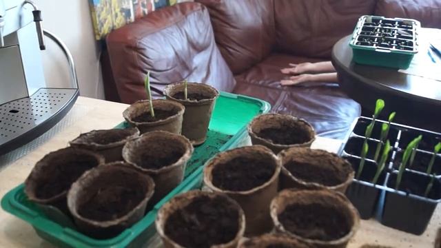 Кукуруза ацтеков