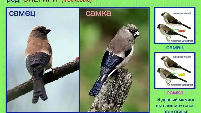 Снегирь. Голоса птиц смотреть онлайн