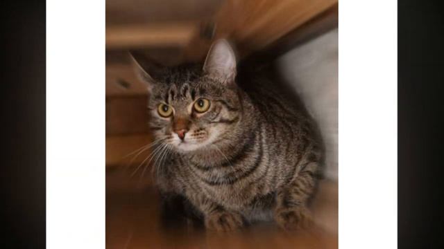 Неожиданно в доме появился котёнок, откуда он здесь? Ответ знал взрослый кот! смотреть онлайн