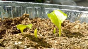 Каллы — посадка и уход в открытом грунте