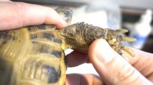 Коррекция когтей среднеазиатской черепахи. Стрижка когтей