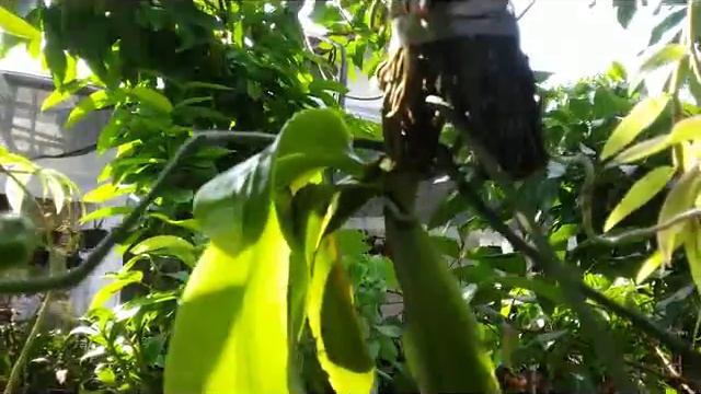 Phalaenopsis amboinensis - species orchid from Ambon Island (Indonesia) смотреть онлайн