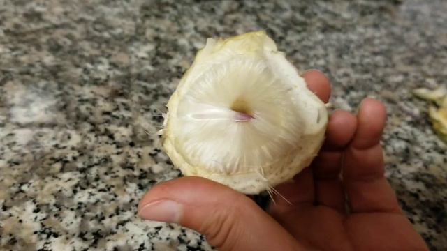 Артишок/Artichoke