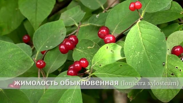 жимолость обыкновенная смотреть онлайн