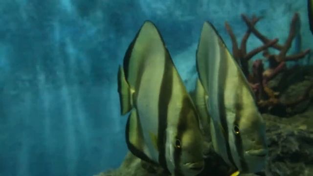 Phuket Aquarium / Phuket Oceanarium