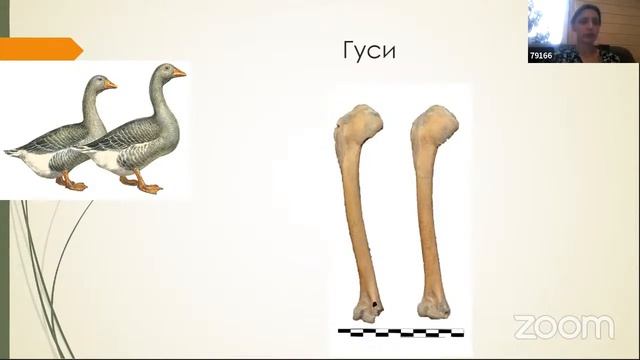 С. Двуреченская: Птицы средневекового Ярославля смотреть онлайн