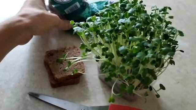Микрозелень редиса 50 рублей смотреть онлайн