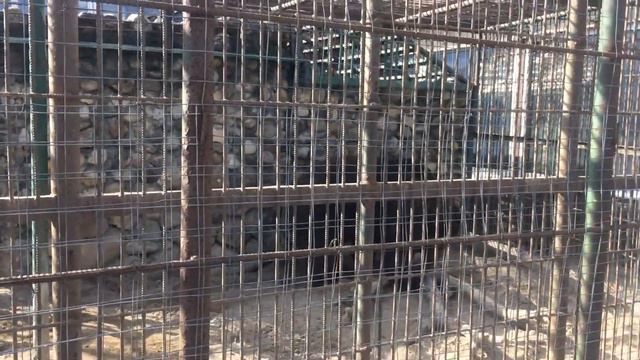 Вяземский мишка Балу смотреть онлайн