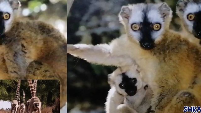 Lemur Amazing Facts | Top Cool Facts about Lemurs |Wisdom SMKA смотреть онлайн
