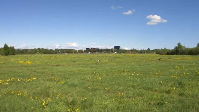 курсинг Фокс Габи смотреть онлайн