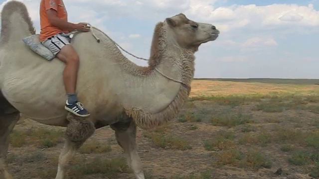 Звериный мир в полном движении