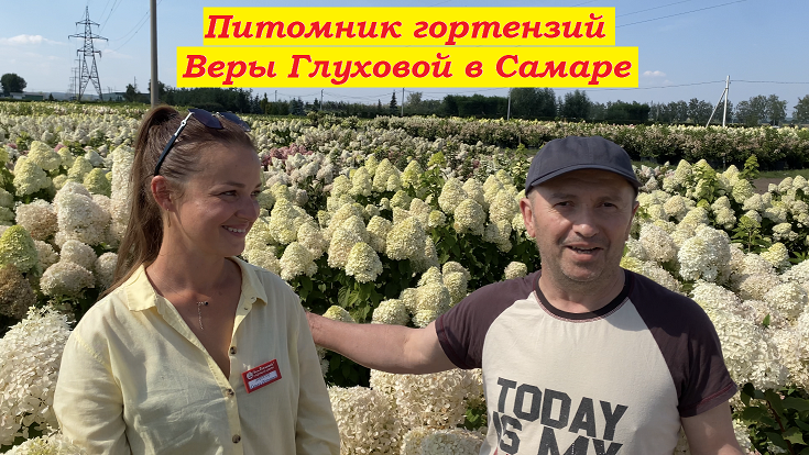 Питомник гортензий Веры Глуховой в Самаре. часть-2 смотреть онлайн