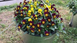 Виола мелкоцветковая,Фиалка рогатая,Анютины глазки 24-06-2024