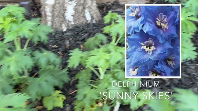 March Front Yard Garden Tour! 🌸 :: Early Morning Small Yard Garden Tour :: Zone 9b смотреть онлайн