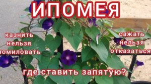 Ипомея. Запрещённая и великолепная