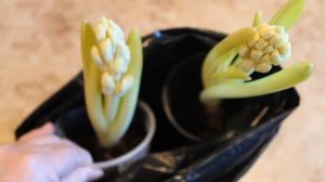 Выгонка гиацинтов в домашних условиях. Результат.