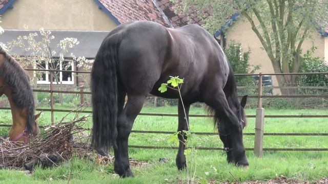 Friesian & Arabian Horse Playing On The Lawn And Part 3 Of Lawn To Paddock