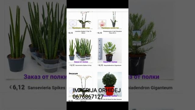 Оптовые закупки и розничные. Комнатных растений Голландия.