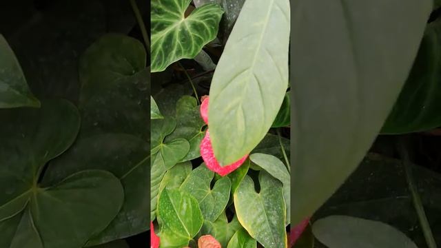 Anthurium Andreanum