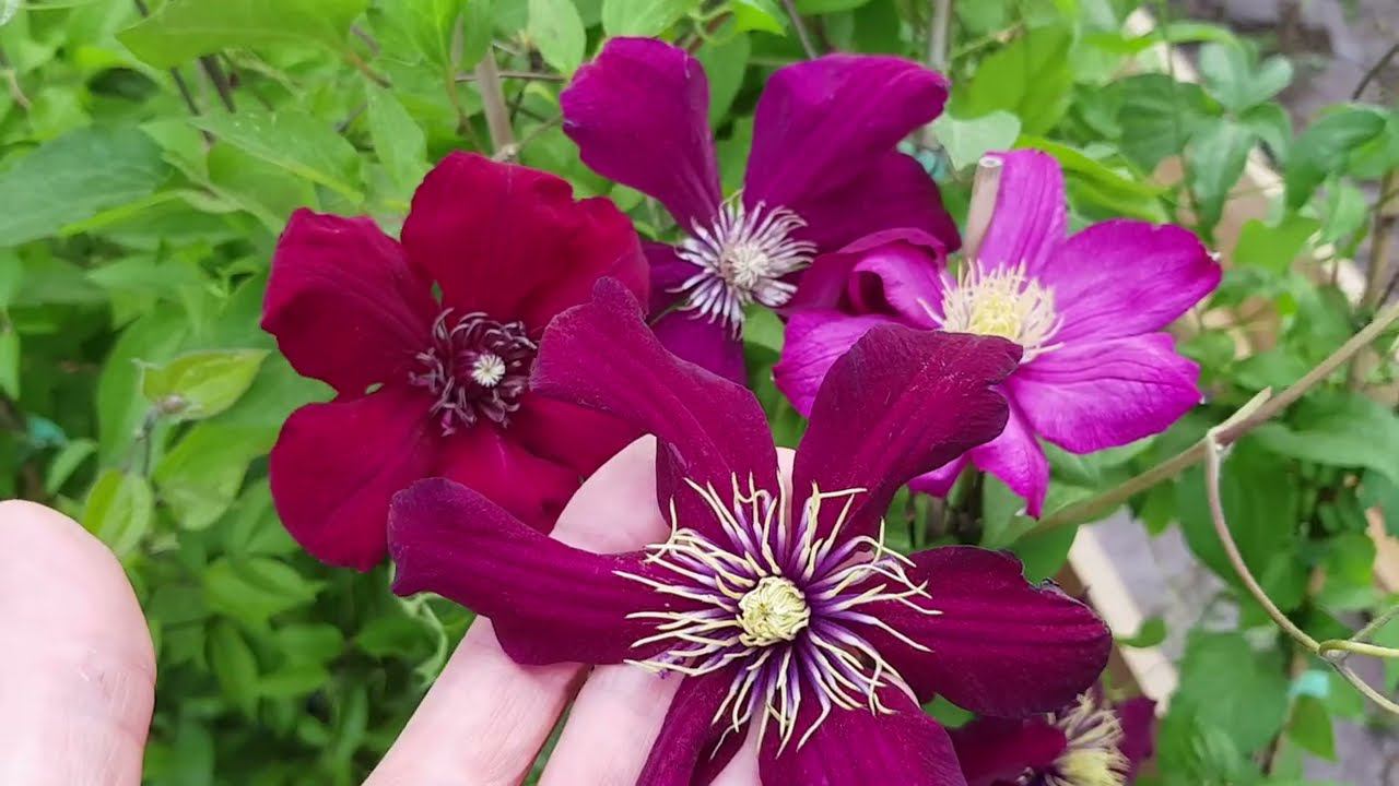 Подкормка. Обрезка. Подвязка растений. ВАЖНЫЕ ДЕЛА СЕРЕДИНЫ МАЯ. Розы, гортензии, клематисы. смотреть онлайн