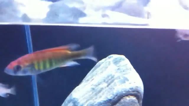 young haplochromis nyererei makobe island смотреть онлайн