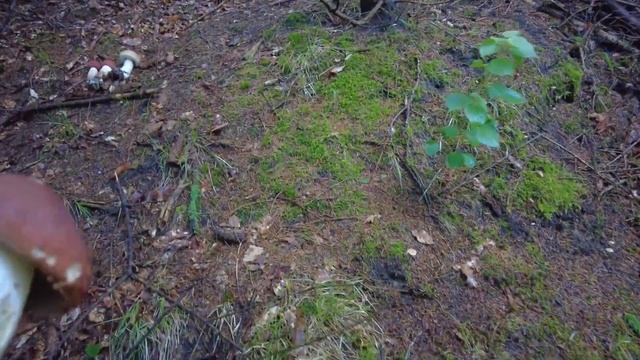 Mushroom Hunting - Best of 2021 - Leccinum sp. | Boletes | Rotkappe смотреть онлайн