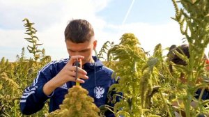 В Кузбассе выращивают амарант