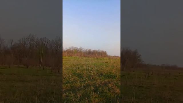 Нагонка русской гончей ! Молодая выжловка в полях.