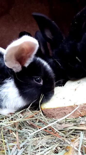 Что кролики любят на завтрак. смотреть онлайн