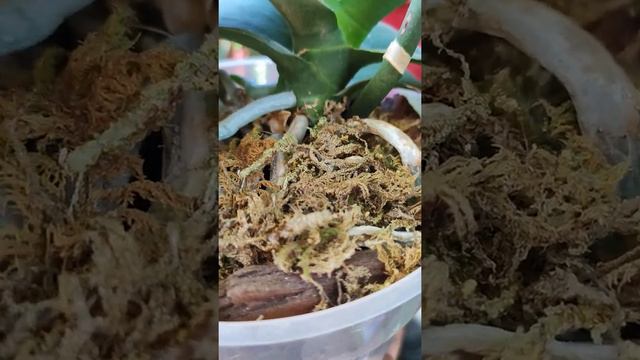 Sustrato adecuado para Orquídeas fuertes y sanas смотреть онлайн